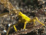 [1819] Huenia heraldica - crabe halimeda ou crabe algue halimeda