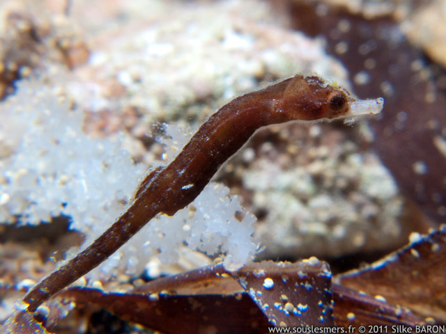 Acentronura tentaculata - pseudo-hippocampe pigme chevelu