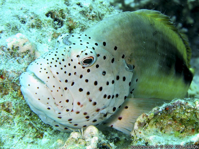 Paracirrhites forsteri - poisson-faucon de Forster