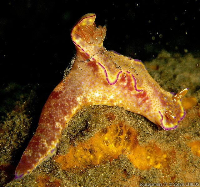 Ceratosoma tenue - ceratosome tnue