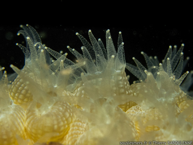 Diploastrea heliopora - corail rayonnant