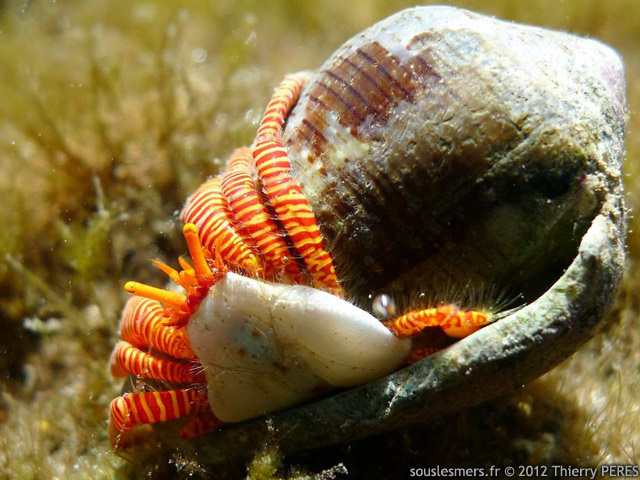 Ciliopagurus strigatus - bernard l'ermite  chaussettes anneles