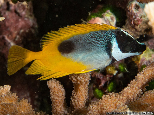 Siganus unimaculatus - poisson-lapin  une tache noire