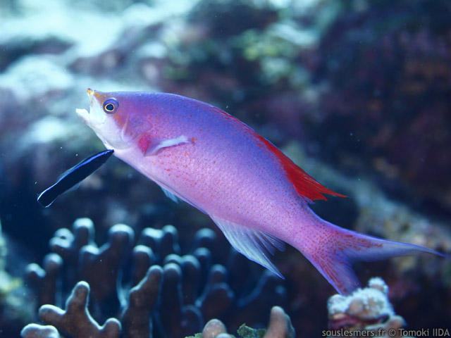 Pseudanthias pascalus - anthias mauve