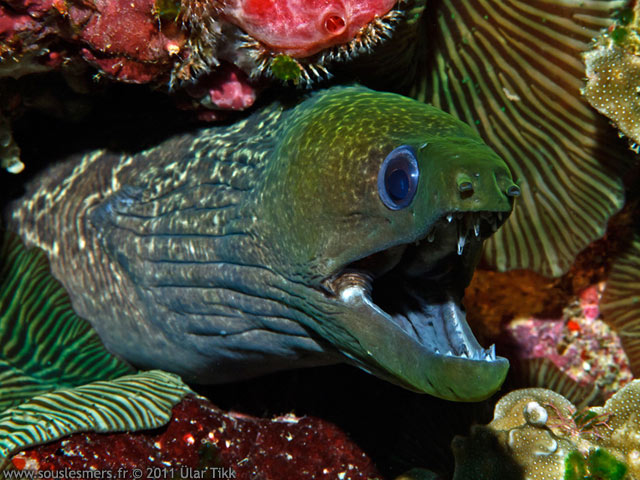 Gymnothorax undulatus - murne ondulante