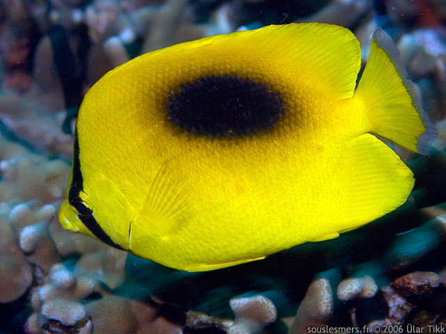 Chaetodon speculum - poisson-papillon  tache ovale