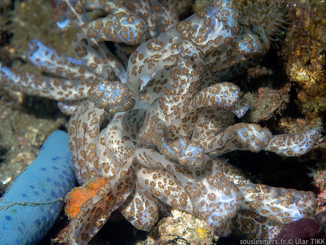 Phyllodesmium longicirrum - nudibranche solaire