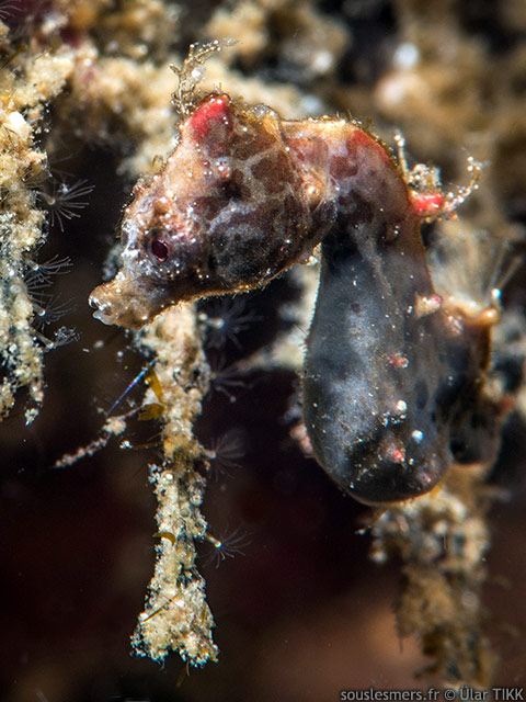 Hippocampus severnsi - hippocampe pygme de Severns