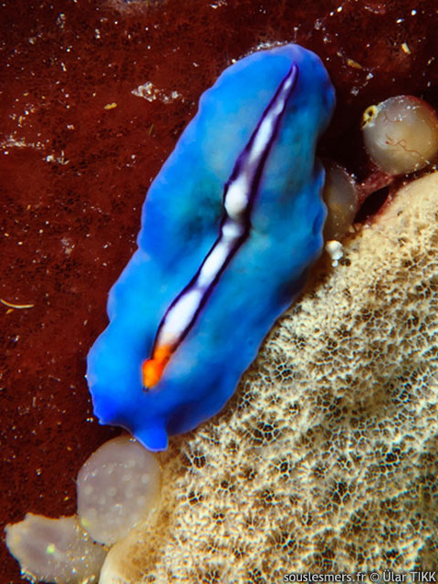 Pseudoceros bifurcus - ver plat  pointe orange