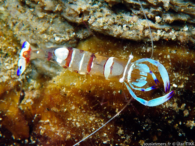 Ancylomenes magnificus - crevette commensale magnifique