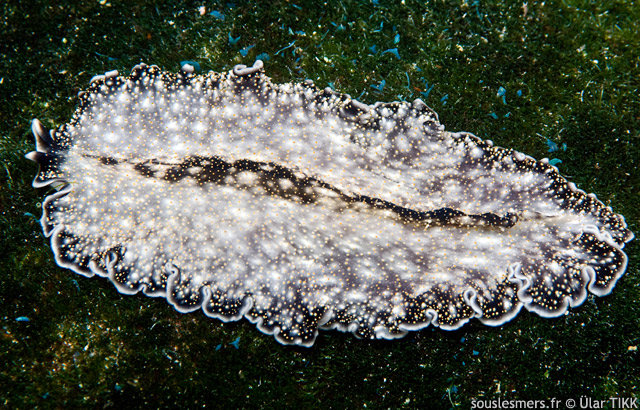 Acanthozoon sp - ver plat mouchet