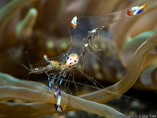 Ancylomenes holthuisi - crevette nettoyeuse de Holthuis