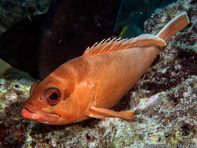 Epinephelus fasciatus - mrou pointes noires