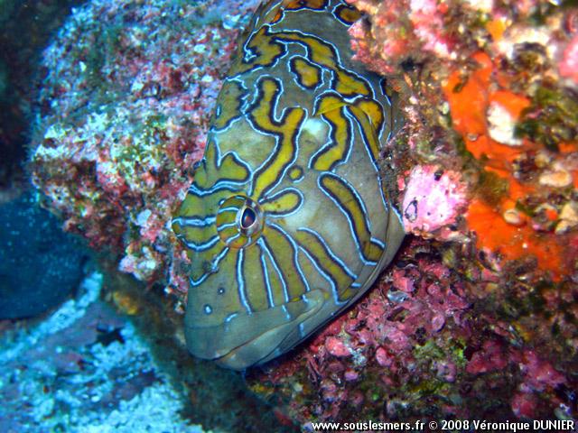 Cirrhitus rivulatus - poisson-faucon orn