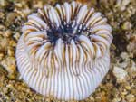 [2318] Heterocyathus aequicostatus - corail solitaire ambulant ou dent de cochon circulaire