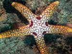 [2423] Ferdina mena - étoile à aisselles rouges