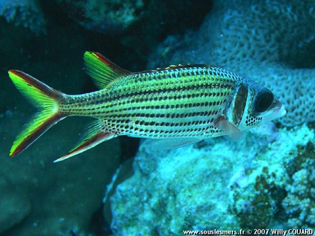 Neoniphon sammara - poisson cureuil tachet