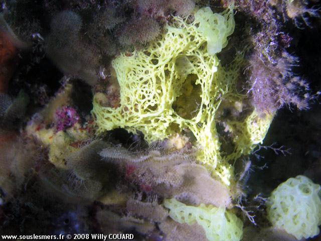 Clathrina clathrus - clathrine jaune