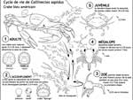 Callinectes sapidus - crabe bleu américain : cycle de vie