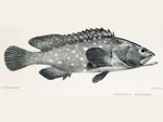 Epinephelus coeruleopunctatus - mrou taches blanches : 