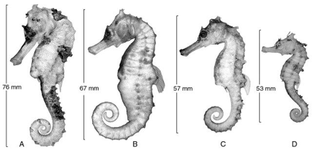 Hippocampus alatus - hippocampe ail