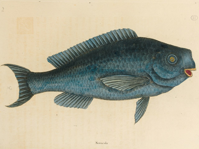 Scarus coeruleus - perroquet bleu
