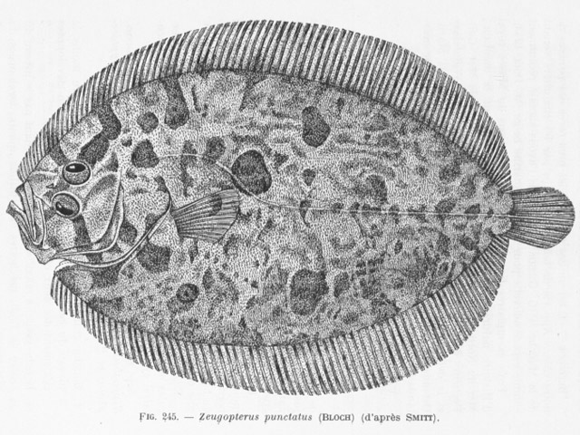 Zeugopterus punctatus - targeur