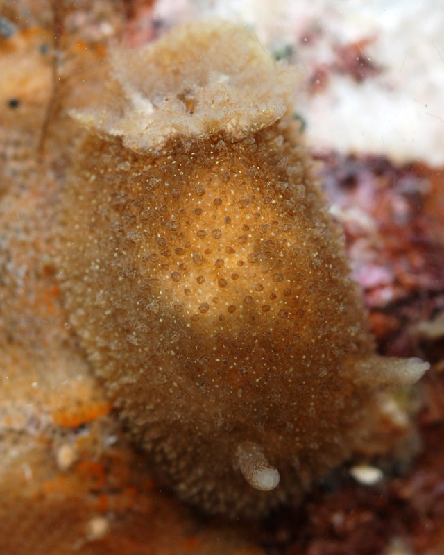 Acanthodoris pilosa - doris pineuse