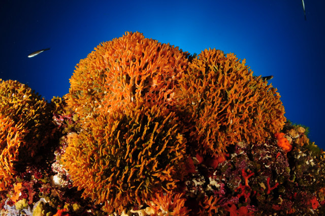 Pentapora fascialis - rose de mer