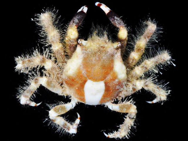 Mithraculus cinctimanus - crabe-araigne des anmones