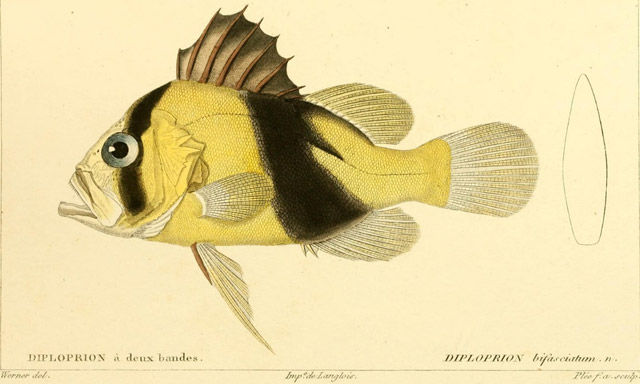 Diploprion bifasciatum - poisson-savon  deux bandes