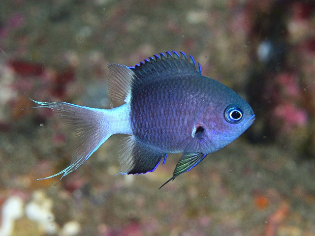 Pycnochromis margaritifer - chromis bicolore