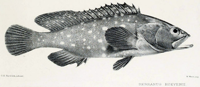 Epinephelus coeruleopunctatus - mrou taches blanches